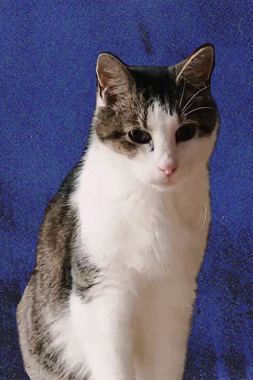 Цхеезе тхе Цат