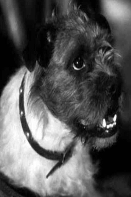 Зеро тхе Дог