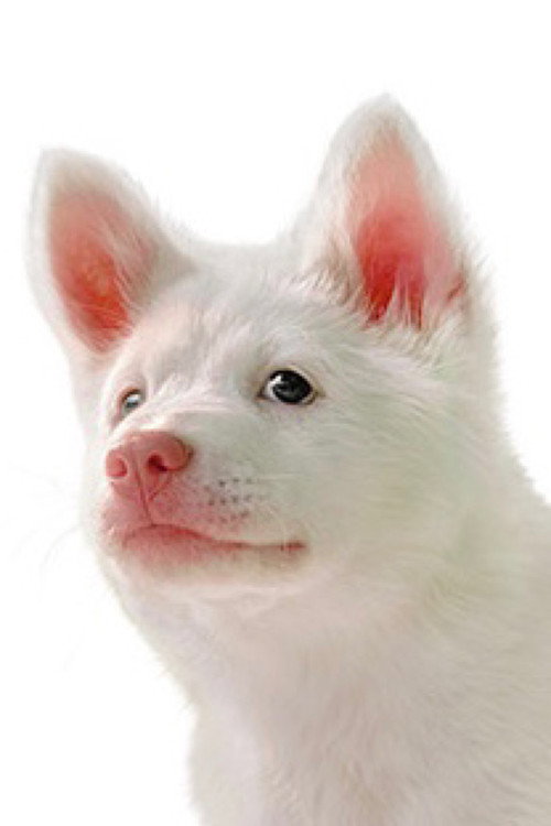 Кори