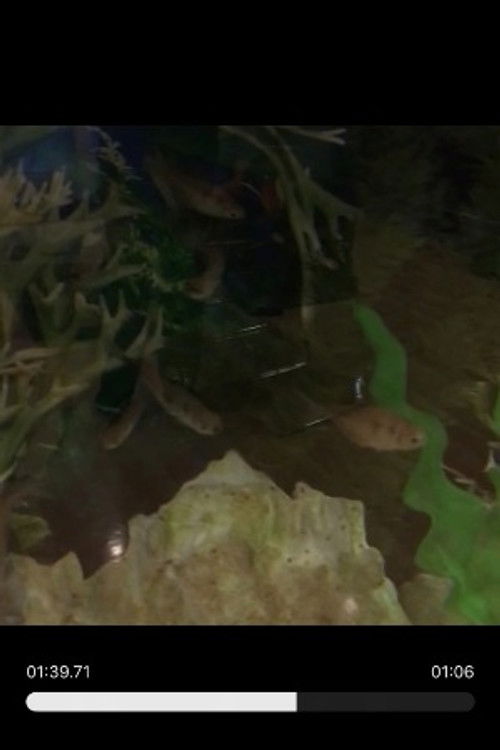 Рандом Фисхиес