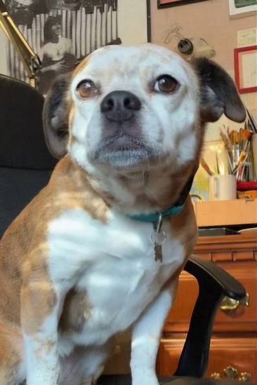 Доротхй тхе Дог