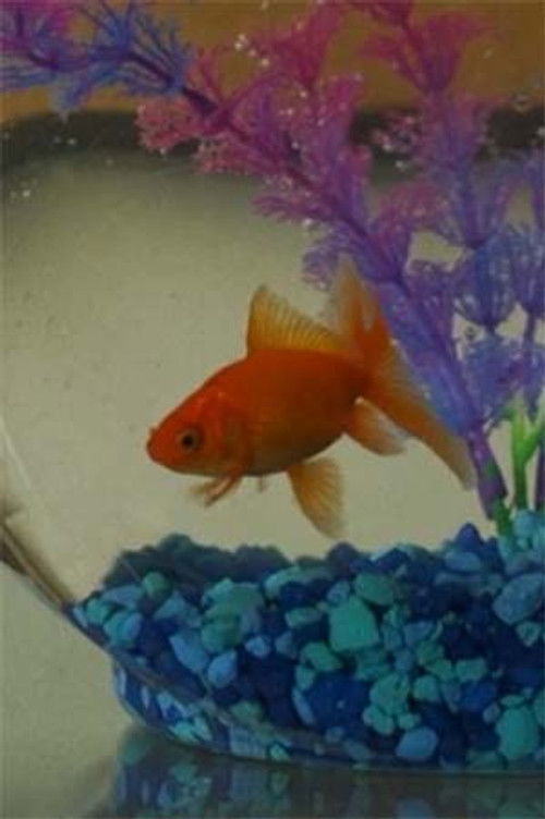 Херминио ел Пез