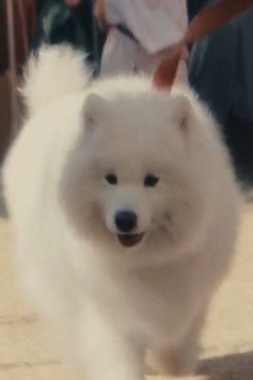 Диамонд Лоутсис