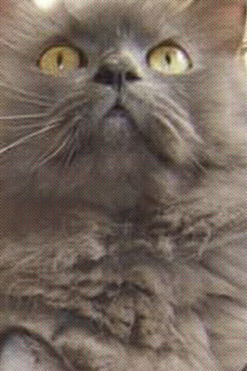 Монстро Цат