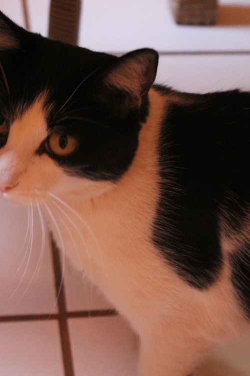 Густавинха