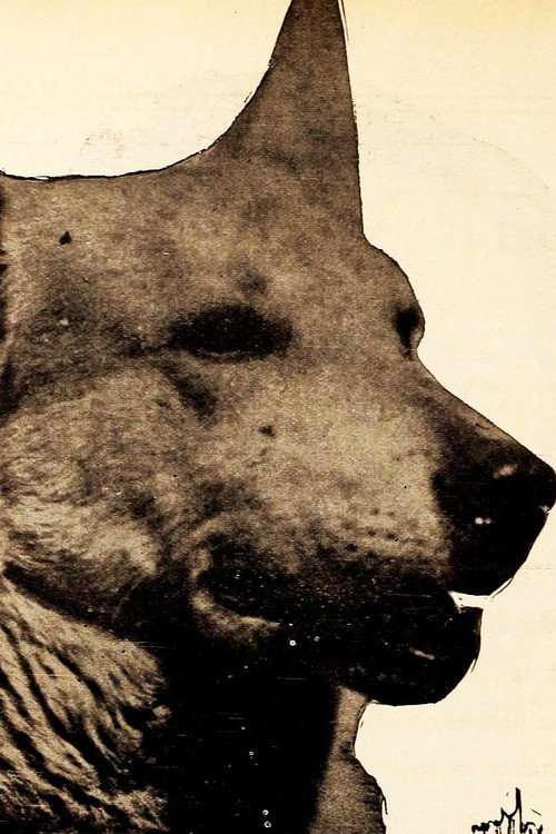 Лигхтнинг тхе Герман Схепхерд