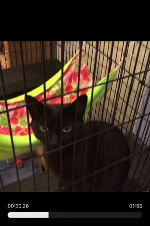 Рандом Блацк Цат