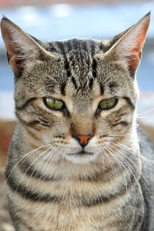 Фрида Лопес