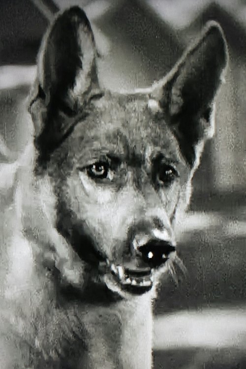 Грей Схадоw