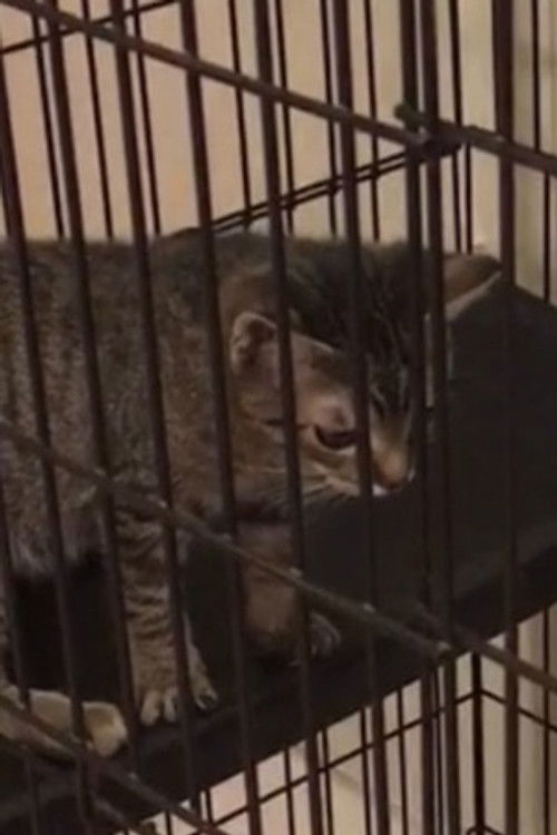 Рандом Тwин Цат #1