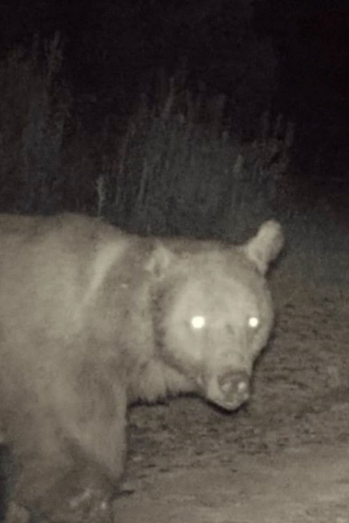 Кесик Кулак