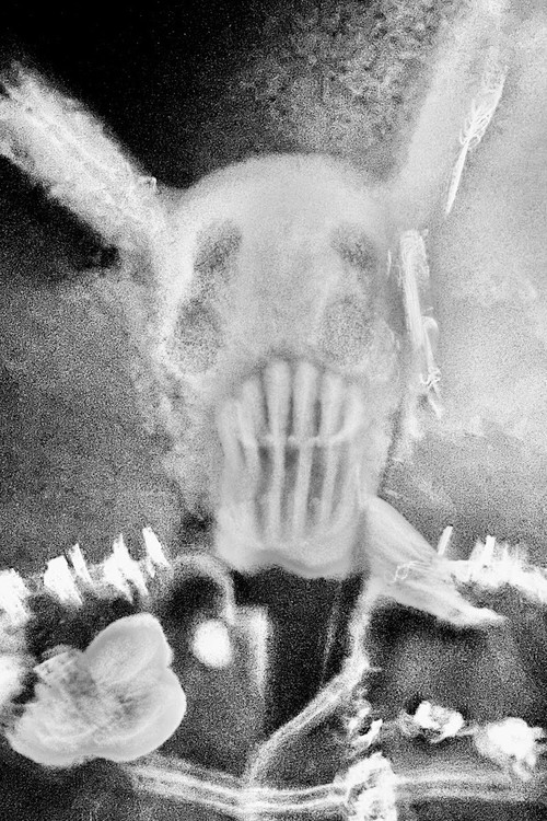 Мадвин Меxис