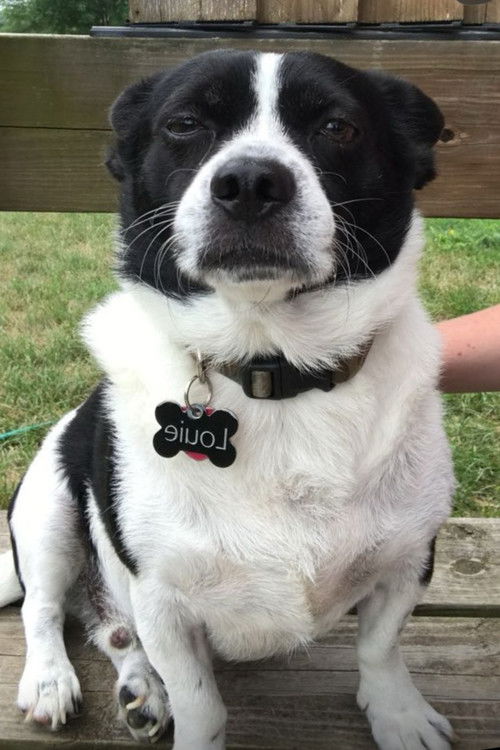 Лоуис Еатон