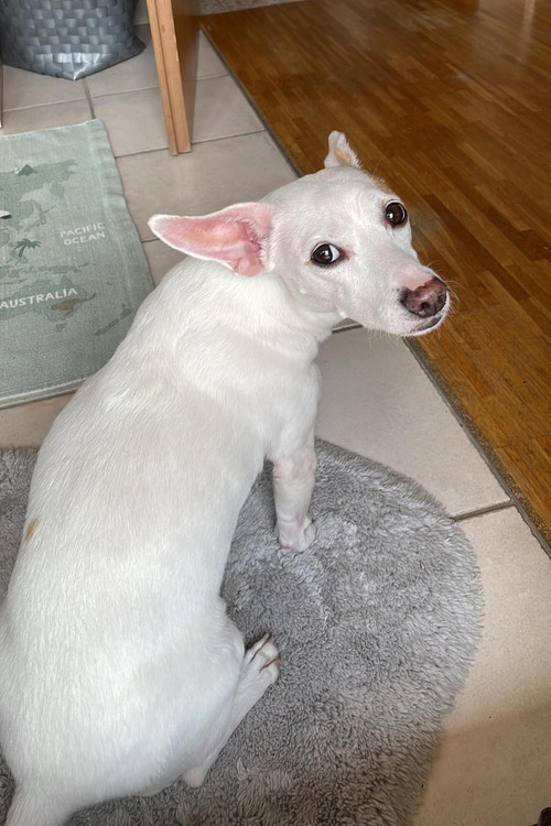 Катй дер Wундерхунд