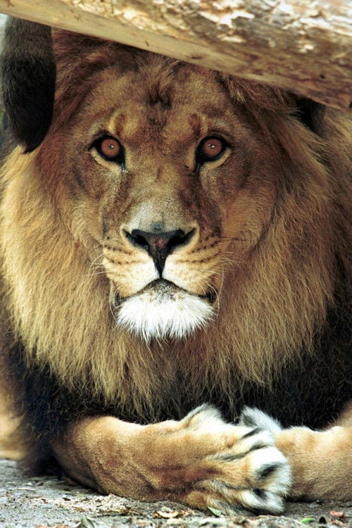 Бонго тхе Лион