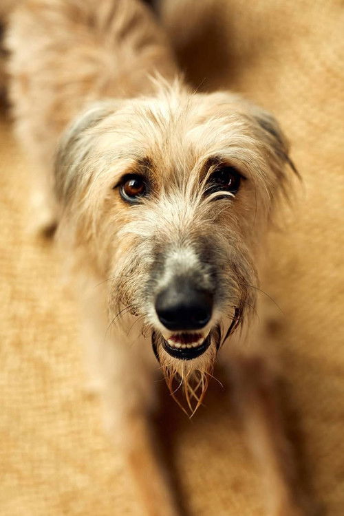 Росие тхе Лурцхер