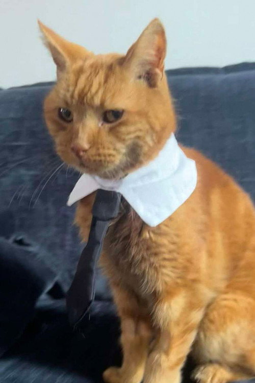 Мр Тобй Бимсцимс