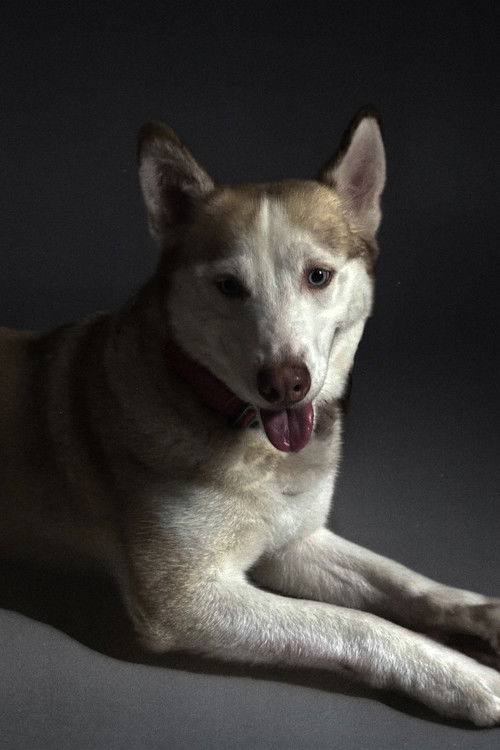 Раими Мендигорин