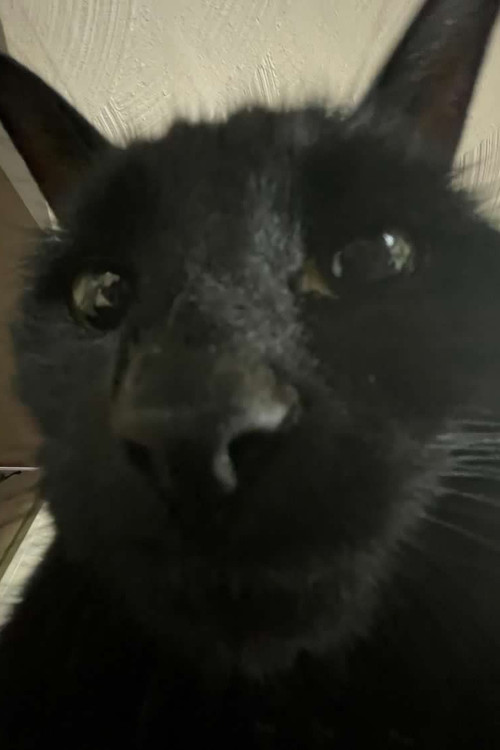 Багхерра Тхе Цат