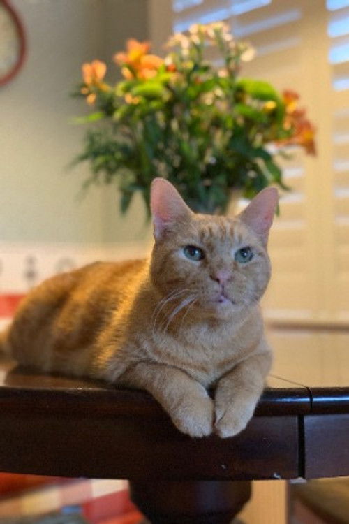 Мурпхй тхе Цат