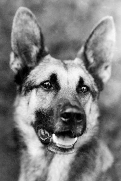 Стронгхарт