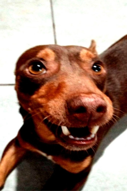 Тайсон цоолдог