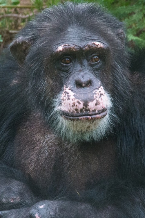 Сjимпансен Jулиус