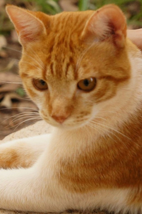 Ценоуринха