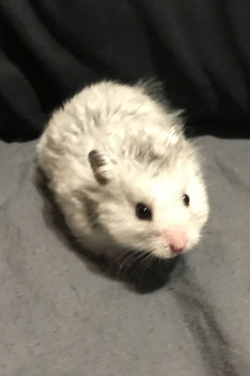 Сириус тхе Грей