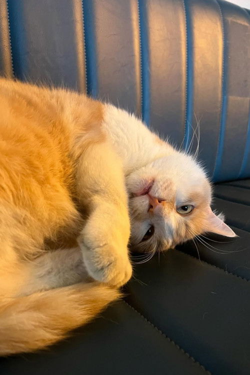 Осман Тхе Цат