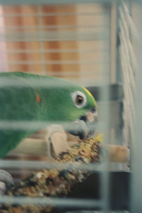 Мистер Мисикс