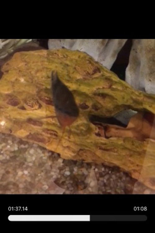 Рандом Фисх Леадер