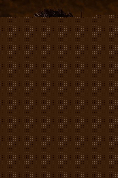 Jаиме Цордеро