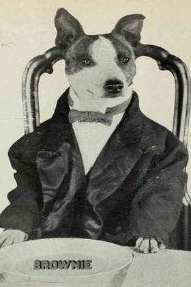 Броwние тхе Wондер Дог