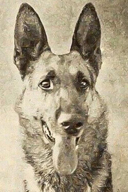 Тхундер тхе Дог