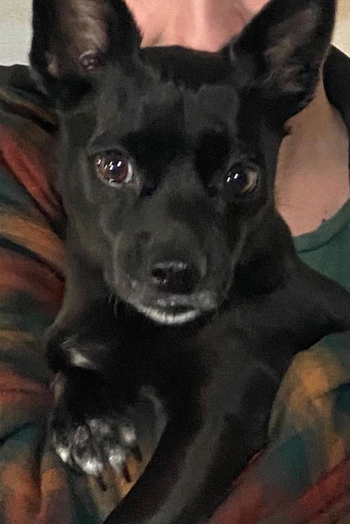 Баилей Цросс-Галес