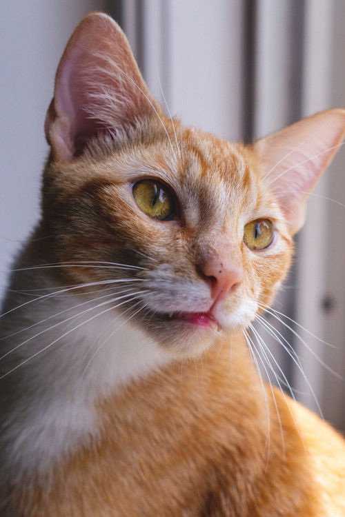 Маjор тхе Цат