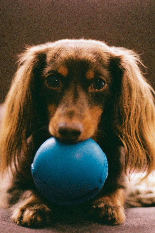 Оливе Цросс-Галес