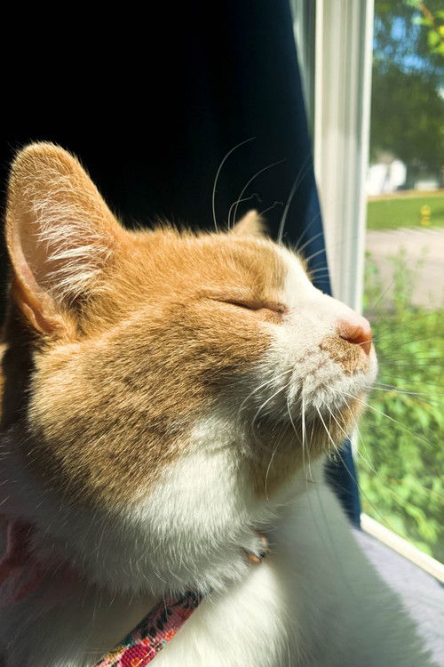 Цхейенне Цхилдерс