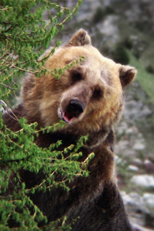 Бозо тхе Беар