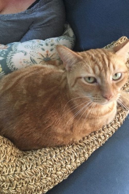 Оливер тхе Цат