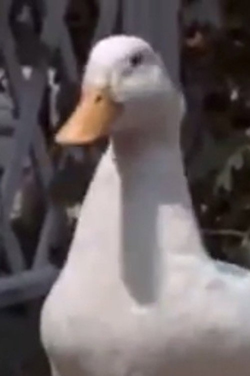 Wебфоот Wаддле