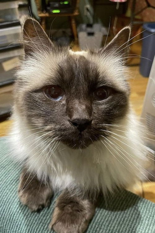 Тиммй тхе Цат