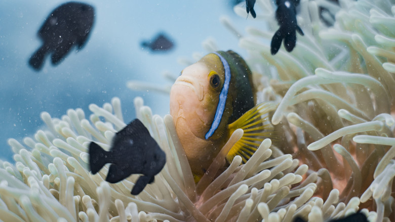 кадр из фильма L'Océan vu du cœur