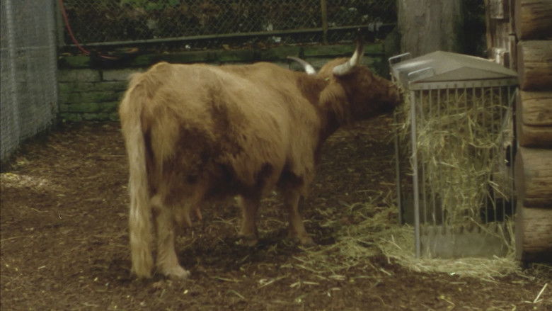 кадр из фильма Willow World