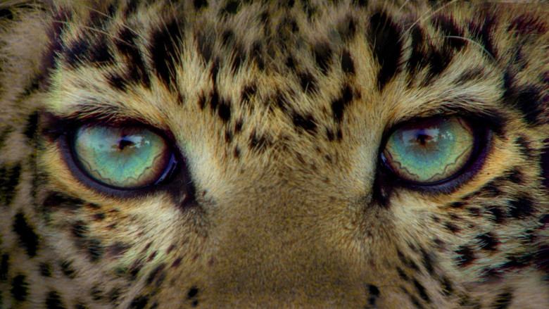 кадр из фильма Jade Eyed Leopard
