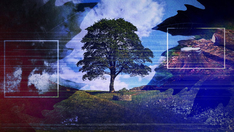 кадр из фильма The Sycamore Gap: From Roots to Ruin