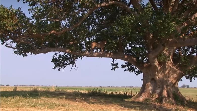 кадр из фильма The Lion Tree
