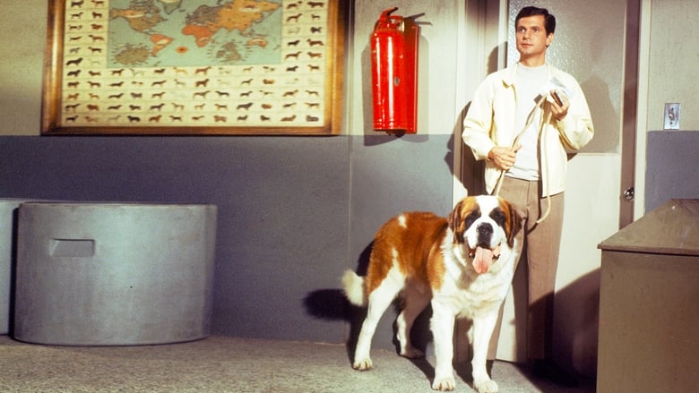 кадр из фильма My Dog, the Thief