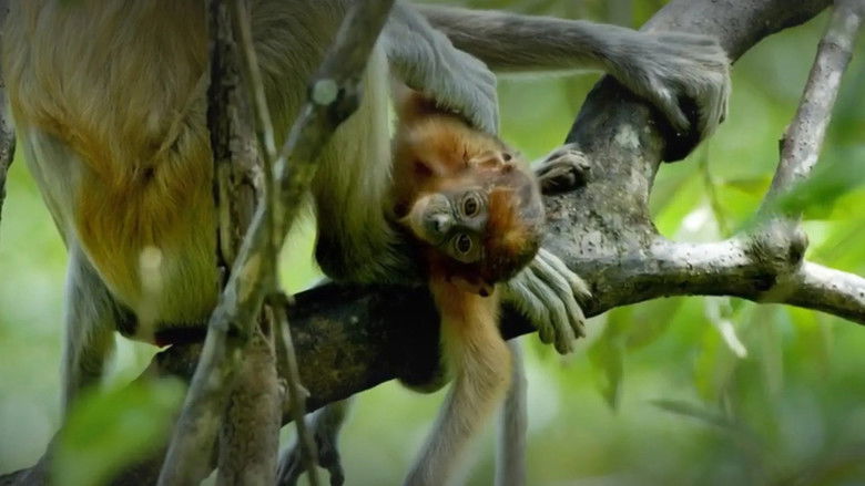 кадр из фильма The Forgotten Forests of Malaysia
